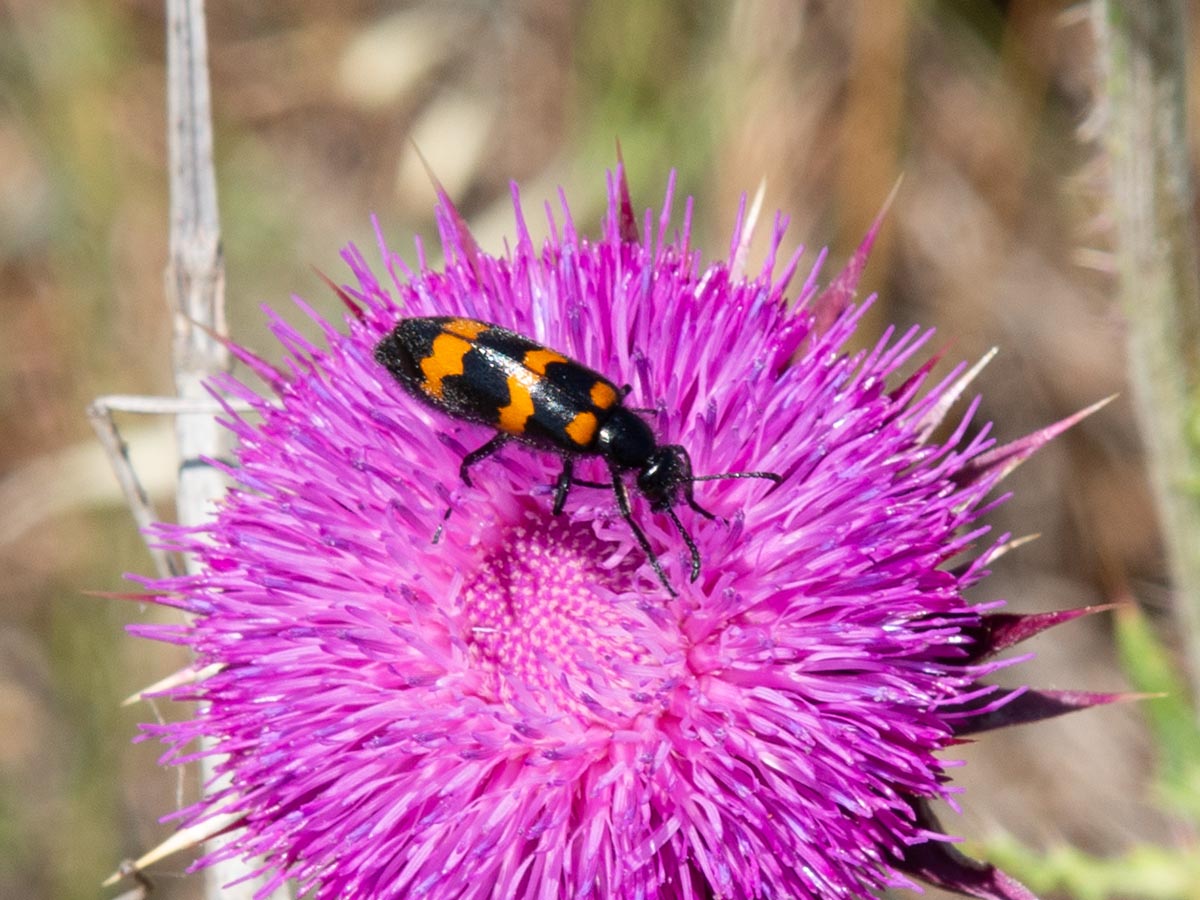 auf Ringdistel